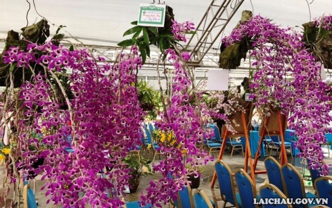 Triển lãm hoa lan Lai Châu lần thứ 4 sẽ được tổ chức từ ngày 3-4/4/2021